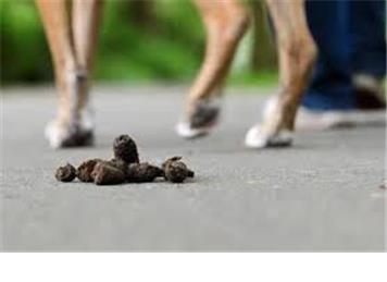 Dog Fouling - A Perennial Problem