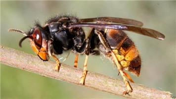 Look Out for Asian Hornets
