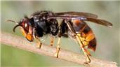 Look Out for Asian Hornets