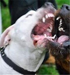 Controlling Your Dog in Public