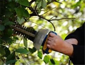 Trees - Frequently Asked Questions